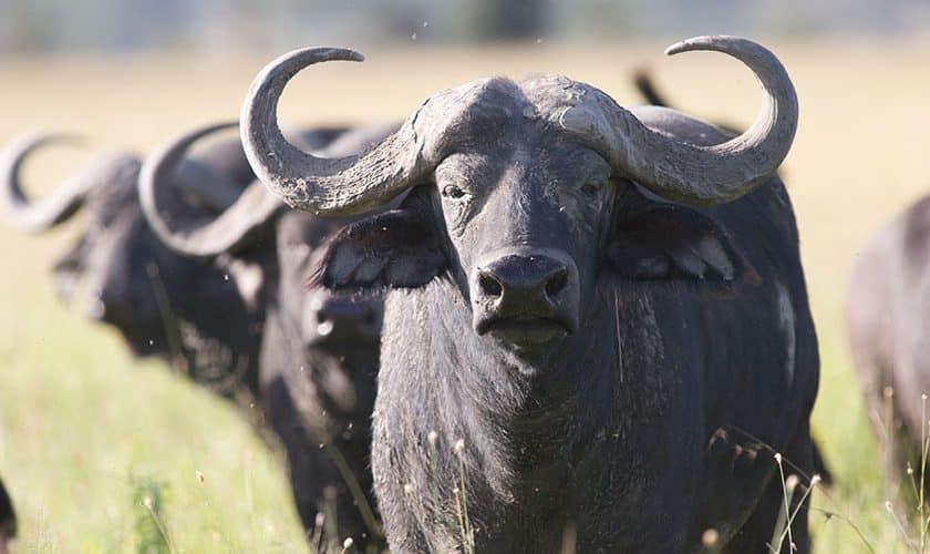 Buffalo bull