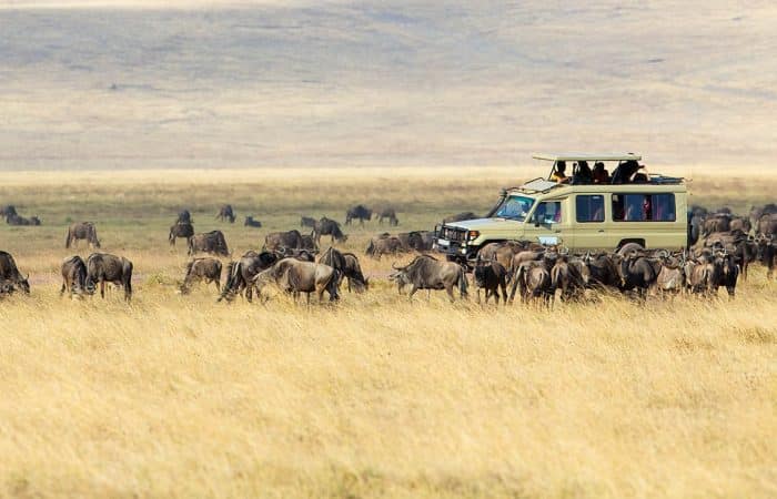 Serengeti migration game drive