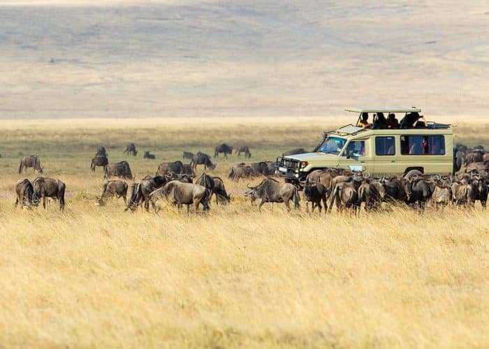 Serengeti migration game drive
