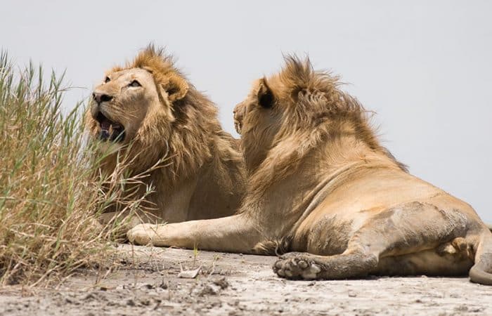 Lions