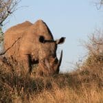 Rhino Ngorongoro