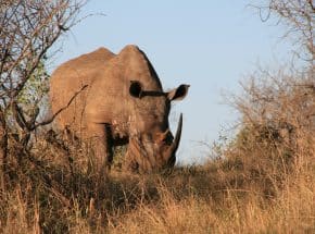 Rhino Ngorongoro