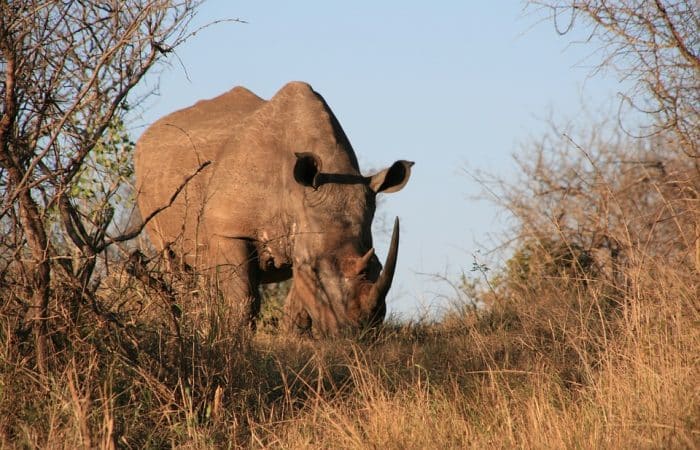 Rhino Ngorongoro