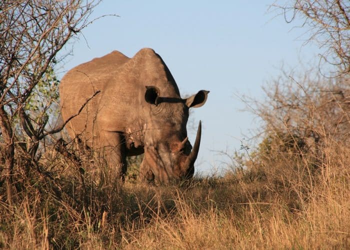 Rhino Ngorongoro