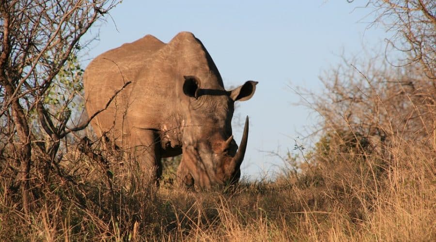 Rhino Ngorongoro