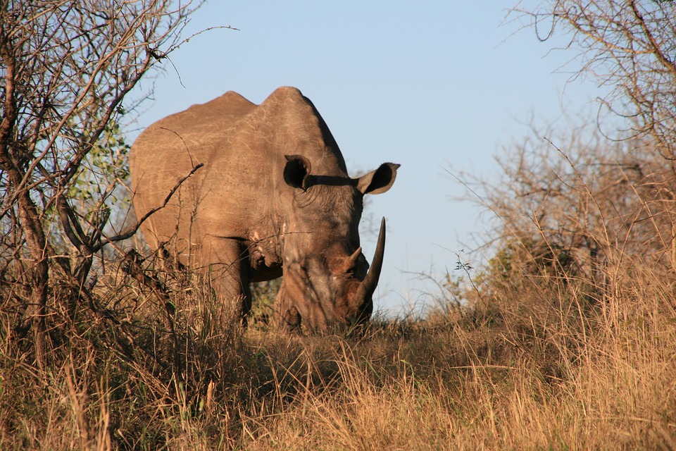 Rhino Ngorongoro