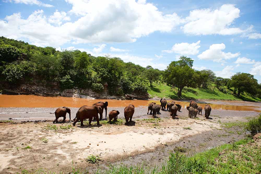 Herd of elephants at Tarangire river