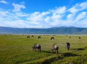 Ngorongoro crater