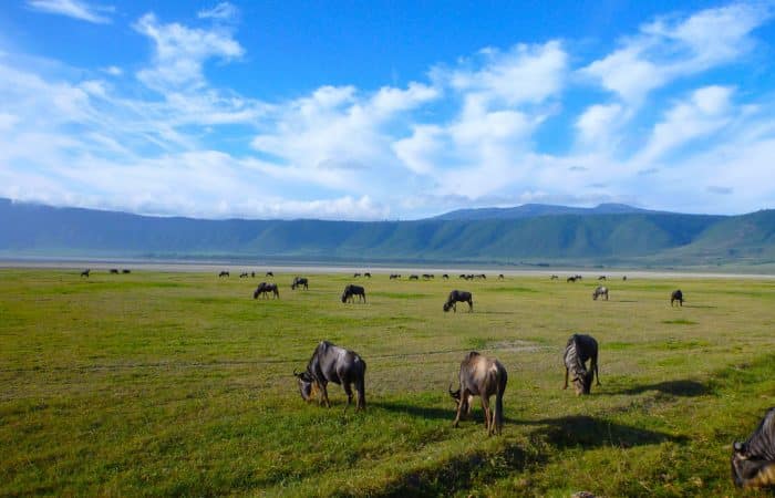 Ngorongoro crater