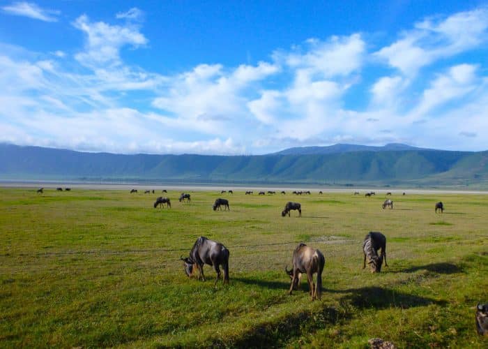 Ngorongoro crater