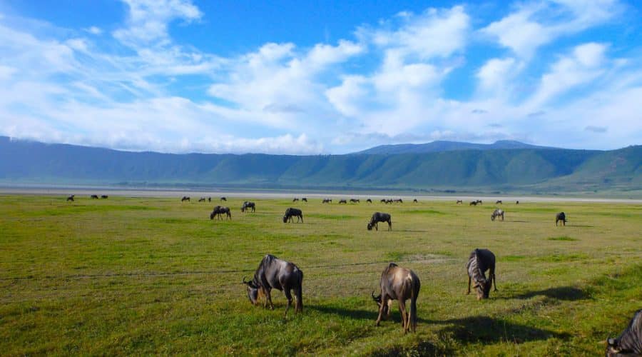 Ngorongoro crater