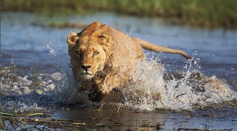 Lion in Serengeti