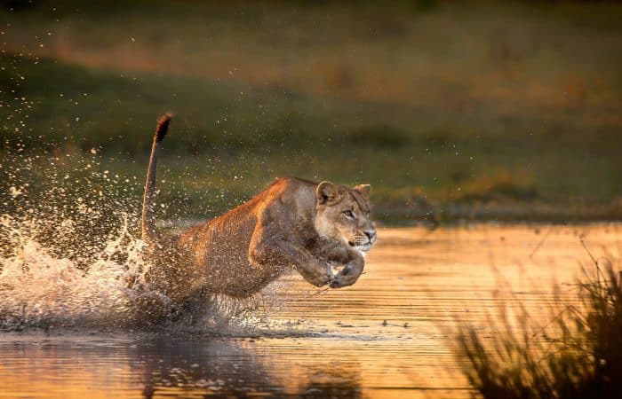 Lion hunting in Serengeti