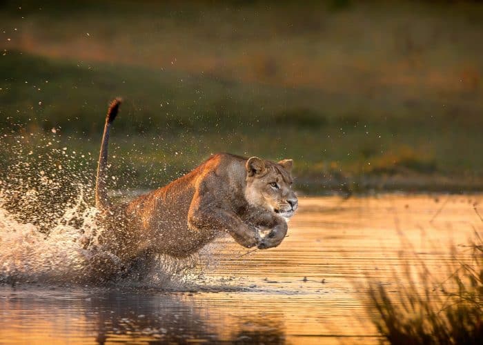 Lion hunting in Serengeti