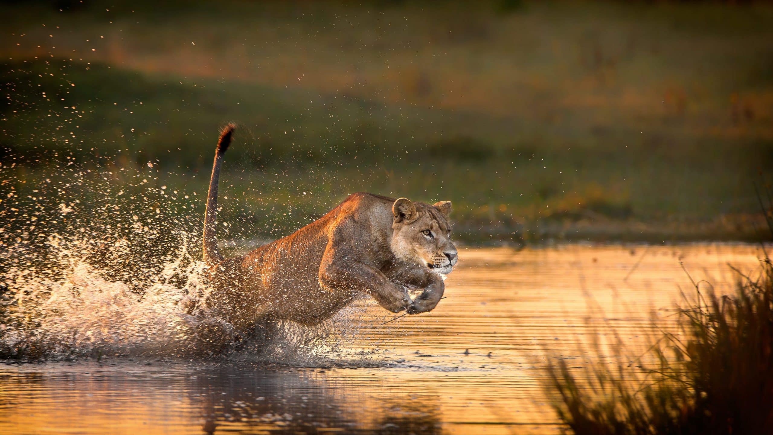 Lion hunting in Serengeti